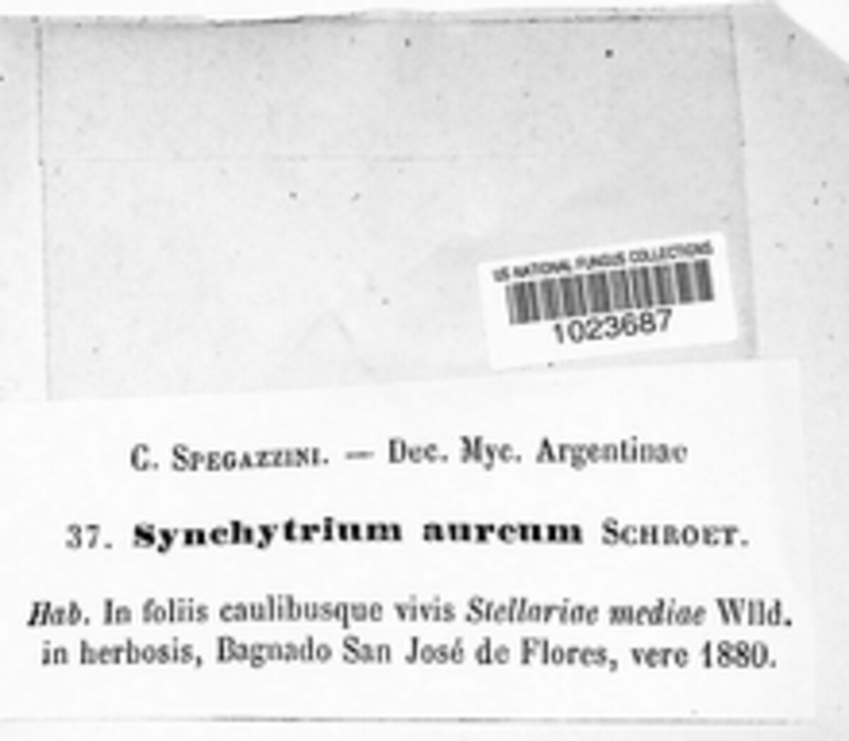 Synchytrium aureum image